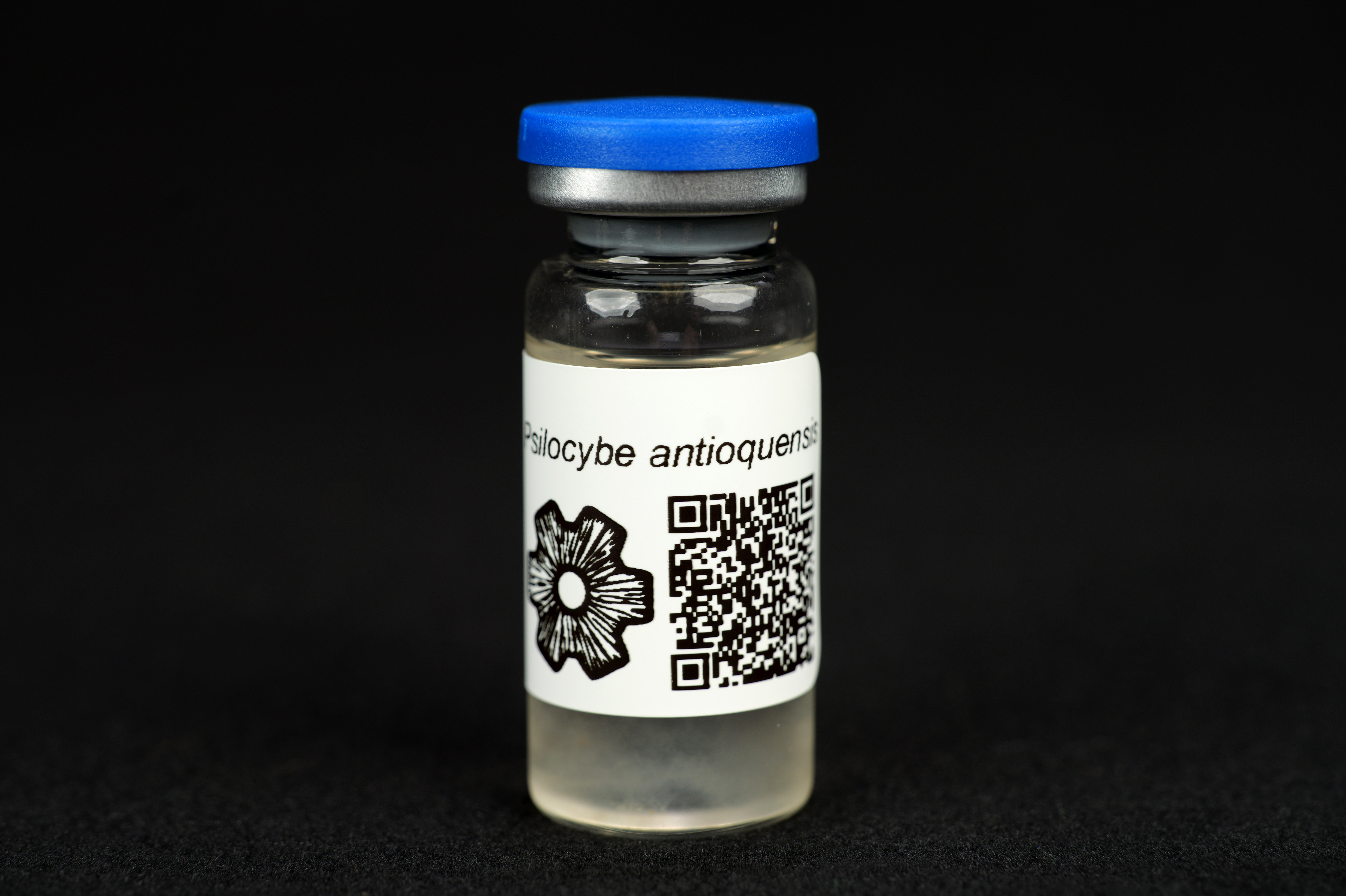 Psilocybe antioquensis : MycoTrue(TM) Isolate Vial